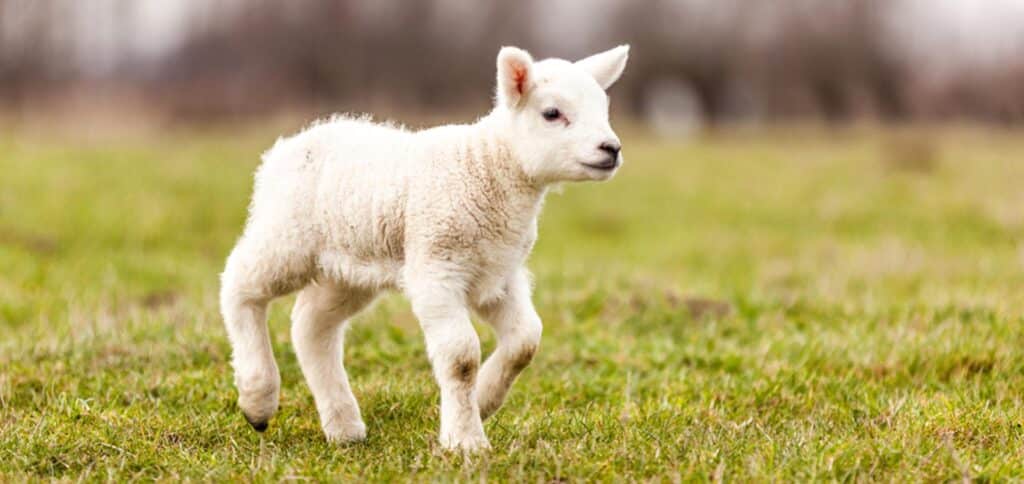 Baby sheep walking — Best Veterinary Services in Bundaberg, QLD