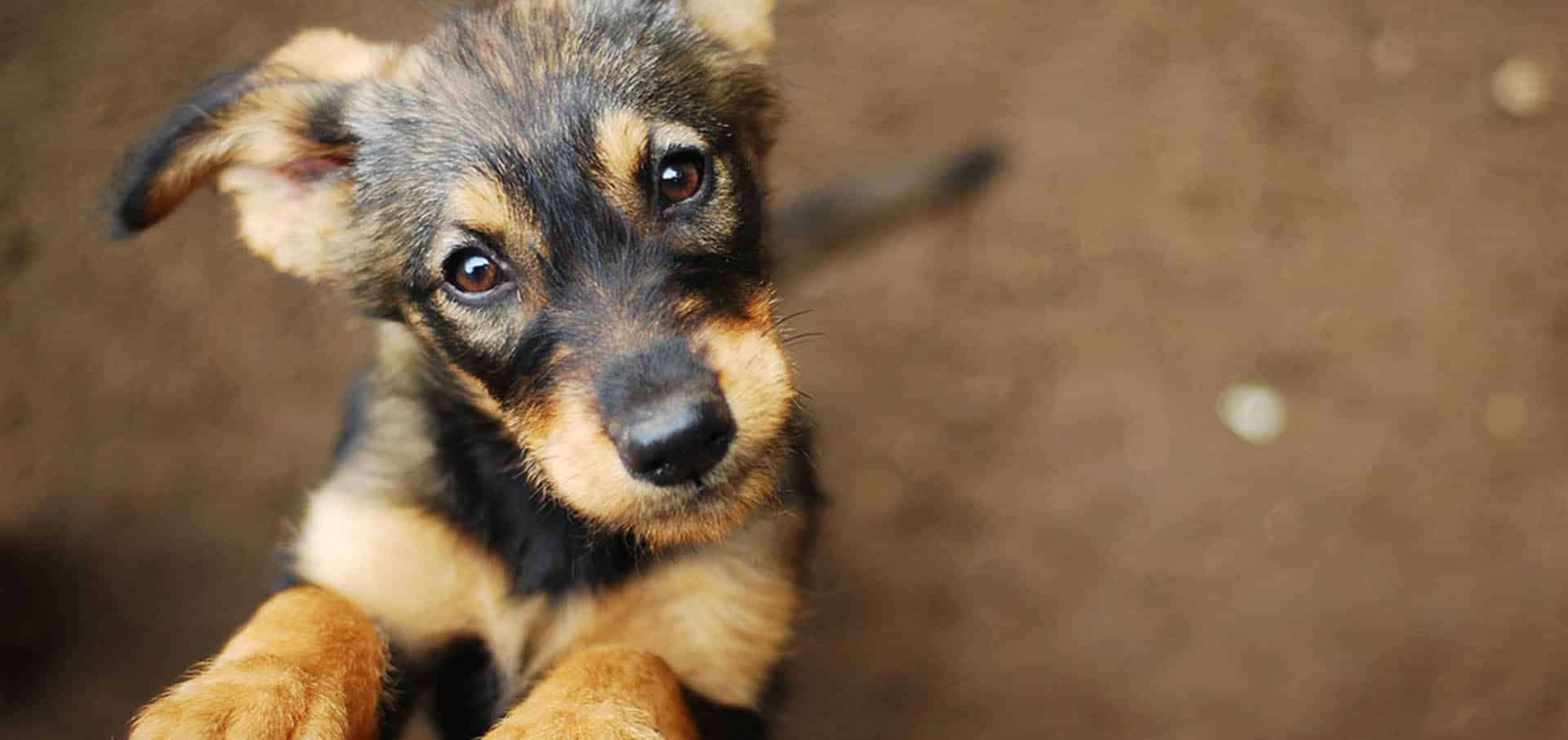German Shepard puppy — Best Veterinary Services in Bundaberg, QLD
