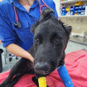 Black dog wearing a leg brace — Best Veterinary Services in Bundaberg, QLD