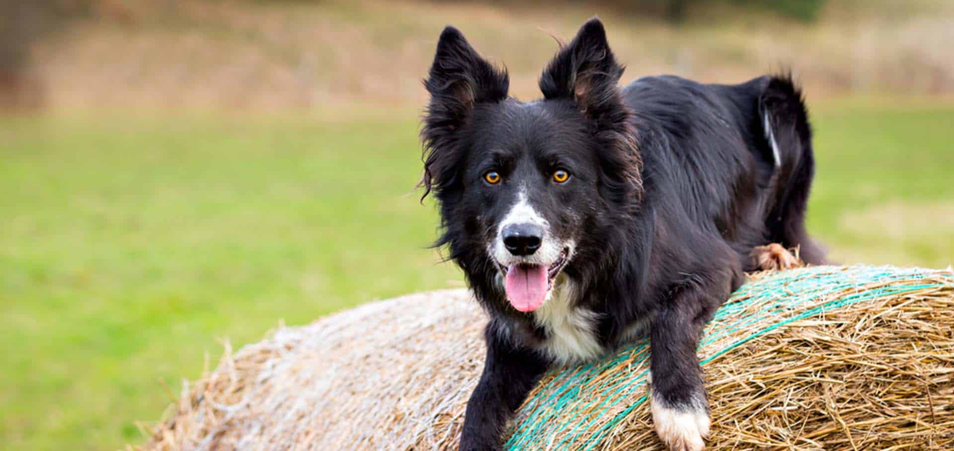 Border collie on a haystack — Best Veterinary Services in Bundaberg, QLD