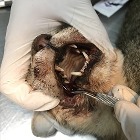 Cat with a teeth problem — Best Veterinary Services in Bundaberg, QLD