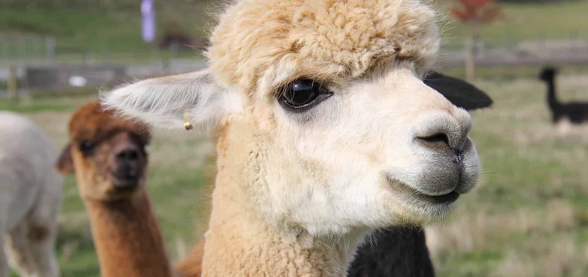 Close-up of alpaca's face — Best Veterinary Services in Bundaberg, QLD