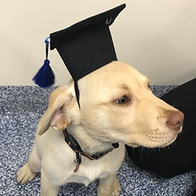 Cute dog wearing an academic hat — Best Veterinary Services in Bundaberg, QLD