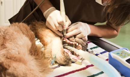 Dog getting teeth surgery — Best Veterinary Services in Bundaberg, QLD