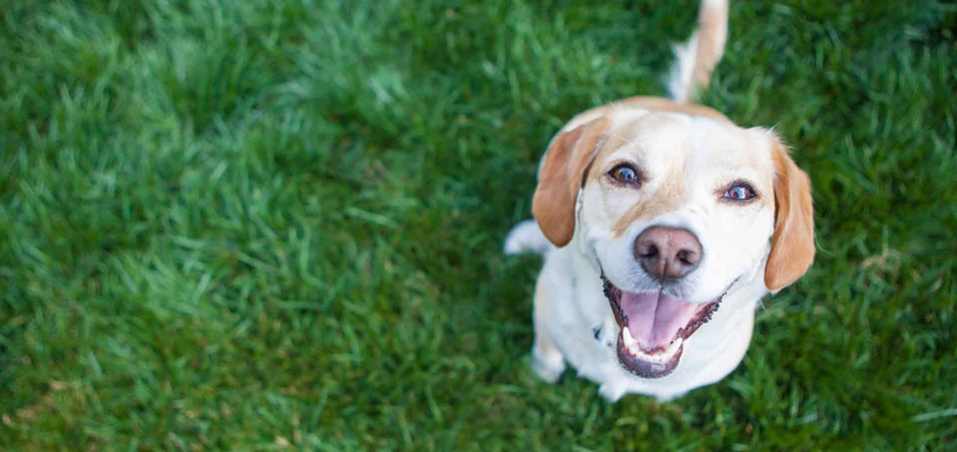 Dog playing outside with a smile — Best Veterinary Services in Bundaberg, QLD