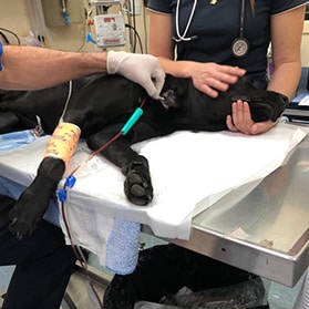 Dog undergoing a blood transfusion — Best Veterinary Services in Gin Gin, QLD
