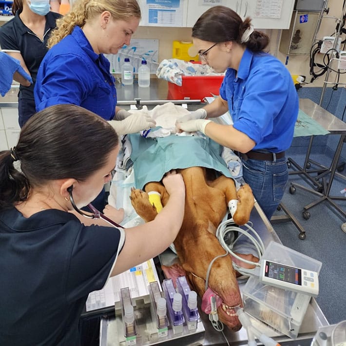 Dog undergoing surgery with three veterinarians — Best Veterinary Services in Bundaberg, QLD