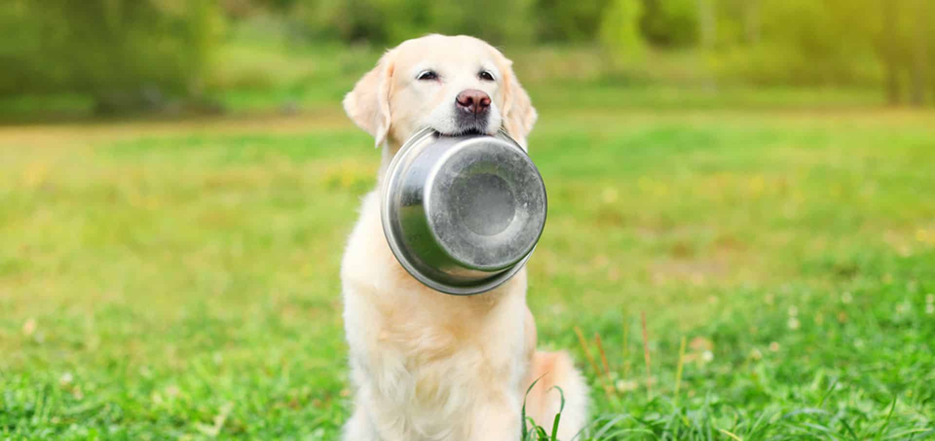 Golden retriever holding a bowl in its mouth — Best Veterinary Services in Bundaberg, QLD