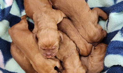 Group of Brown Puppies — Best Veterinary Services in Bundaberg, QLD