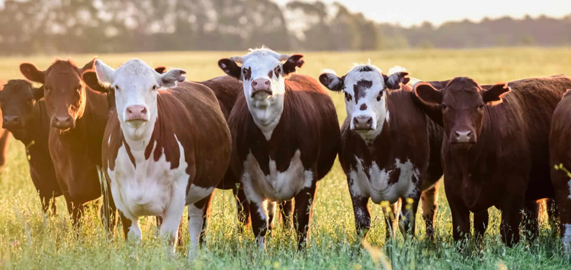Group of cows on a grass field — Best Veterinary Services in Bundaberg, QLD