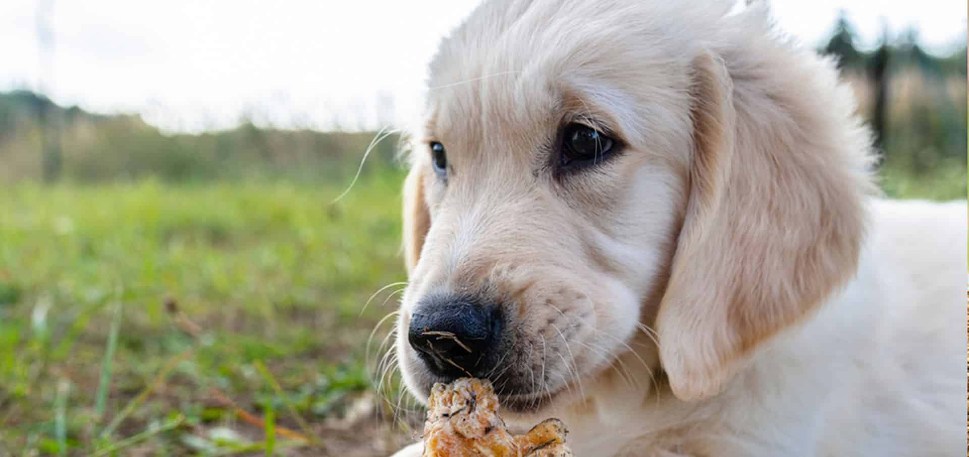 Golden retriever eating a bone — Best Veterinary Services in Bundaberg, QLD