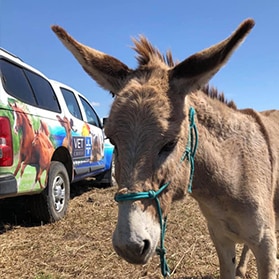 Mobile vet checking a donkey — Best Veterinary Services in Bundaberg, QLD