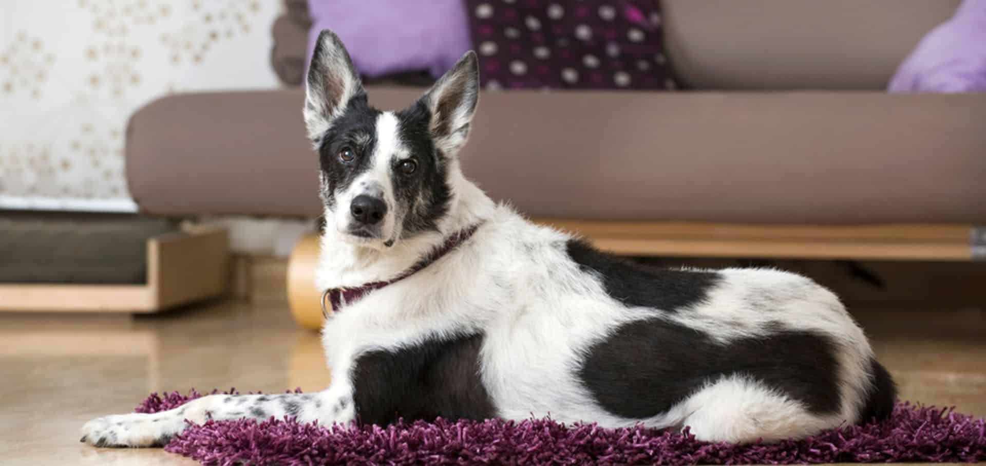 Black and white dog lying in the living room — Best Veterinary Services in Bundaberg, QLD
