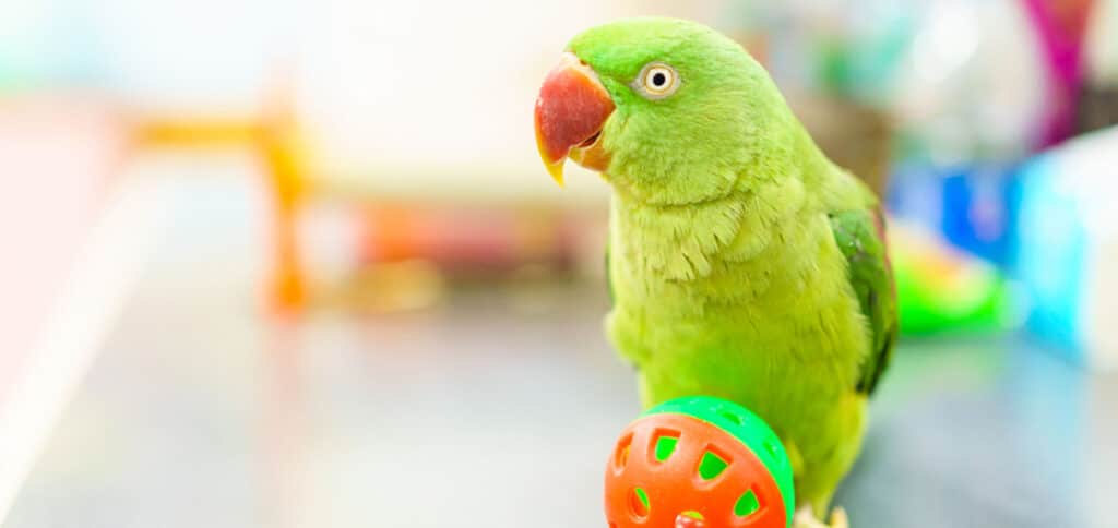 Parrot playing with a ball — Best Veterinary Services in Bundaberg, QLD