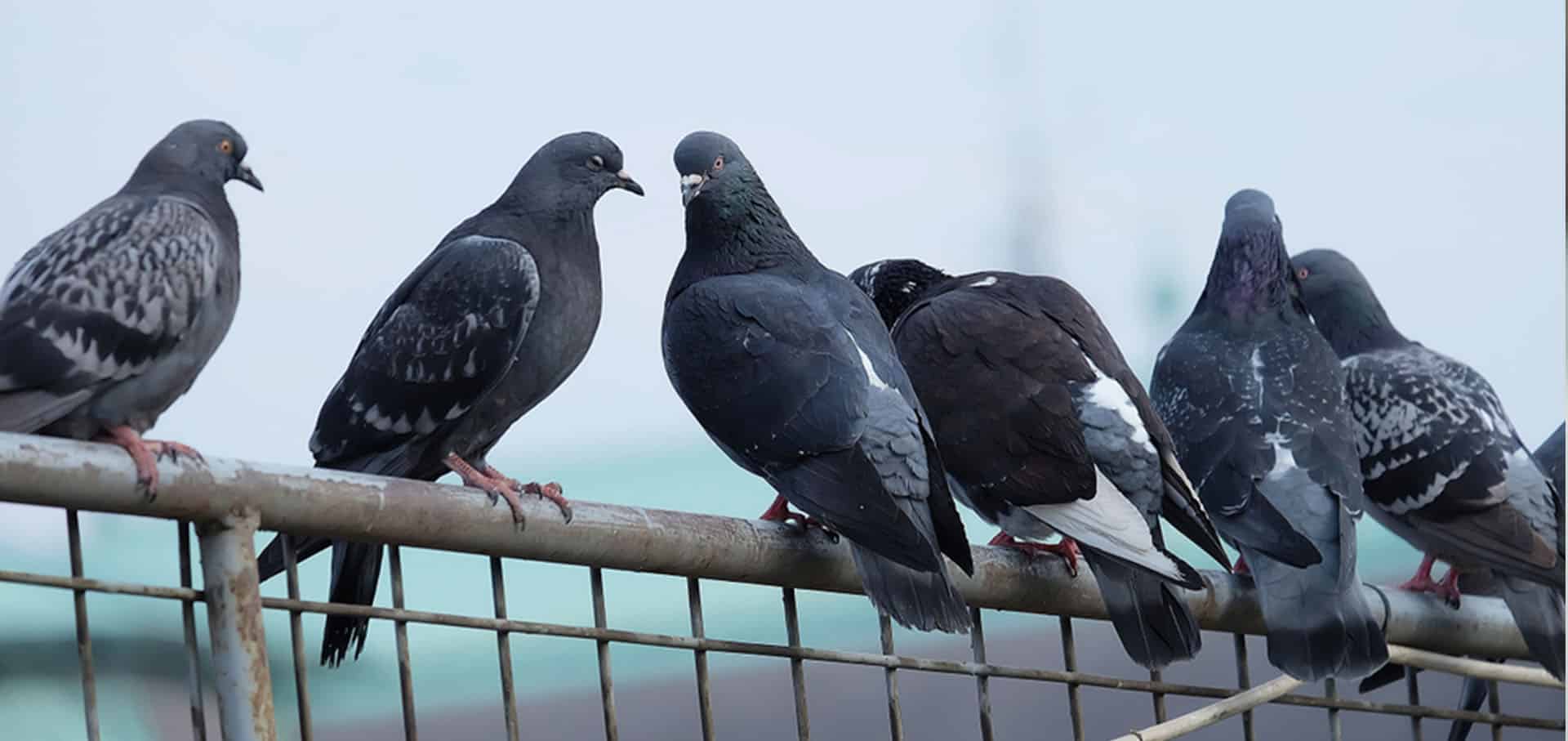 Group of pigeons sitting on the fence — Best Veterinary Services in Bundaberg, QLD