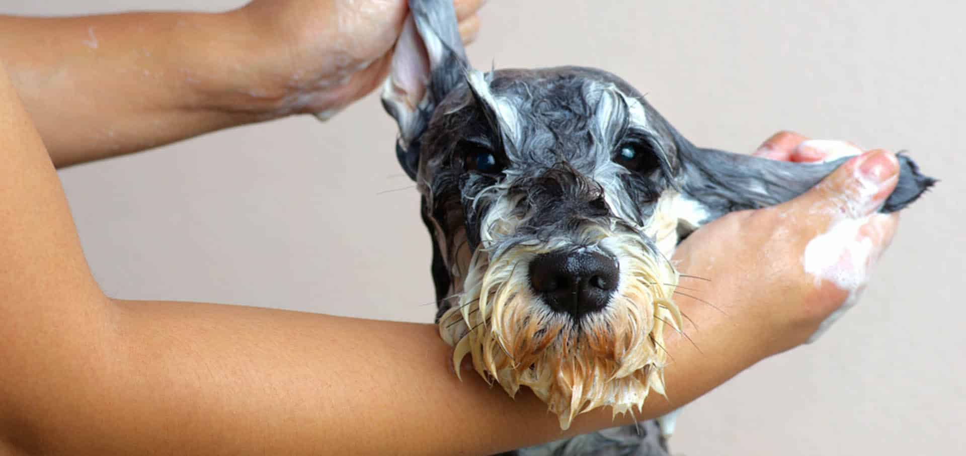 Face of a dog getting washed — Best Veterinary Services in Bundaberg, QLD