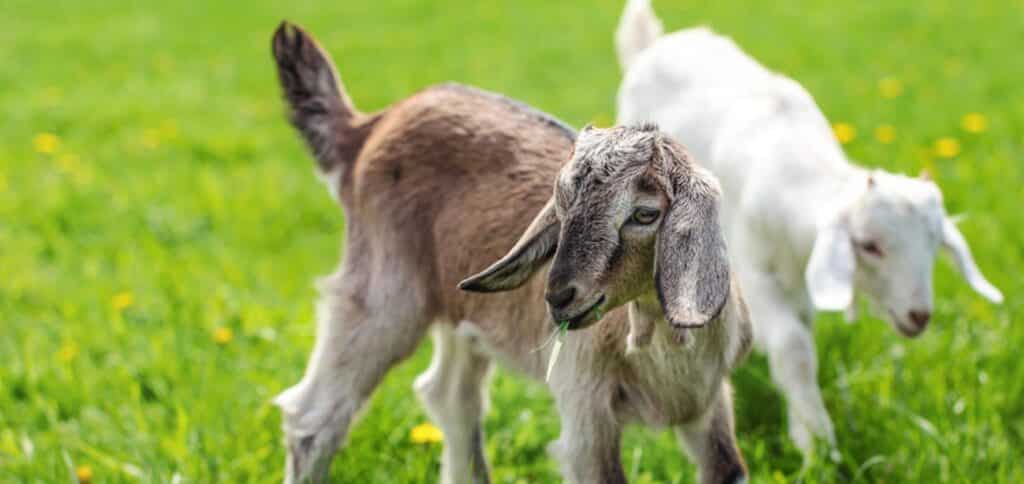 Two baby goats — Best Veterinary Services in Bundaberg, QLD