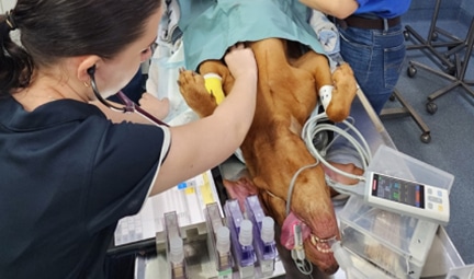 Vet Performing Surgery on a Dog — Best Veterinary Services in Bundaberg, QLD