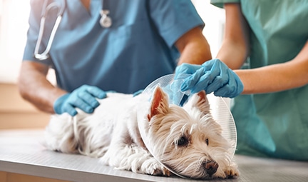 Vet and nurse putting a plastic cylinder on a small dog — Best Veterinary Services in Bundaberg, QLD