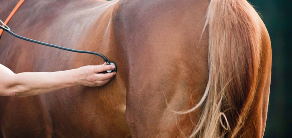 Vet examining horse — Best Veterinary Services in Bundaberg, QLD