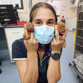 Veterinarian holding newborn puppies — Best Veterinary Services in Bundaberg, QLD
