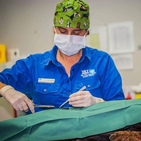 Veterinarian performing surgery on a dog — Best Veterinary Services in Bundaberg, QLD