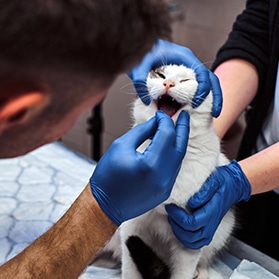 Veterinary examining a cat's teeth — Best Veterinary Services in Gin Gin, QLD