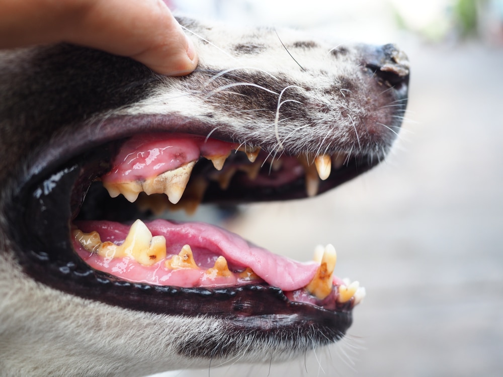 Dog showing his teeth problems — Best Veterinary Services in Bargara, QLD