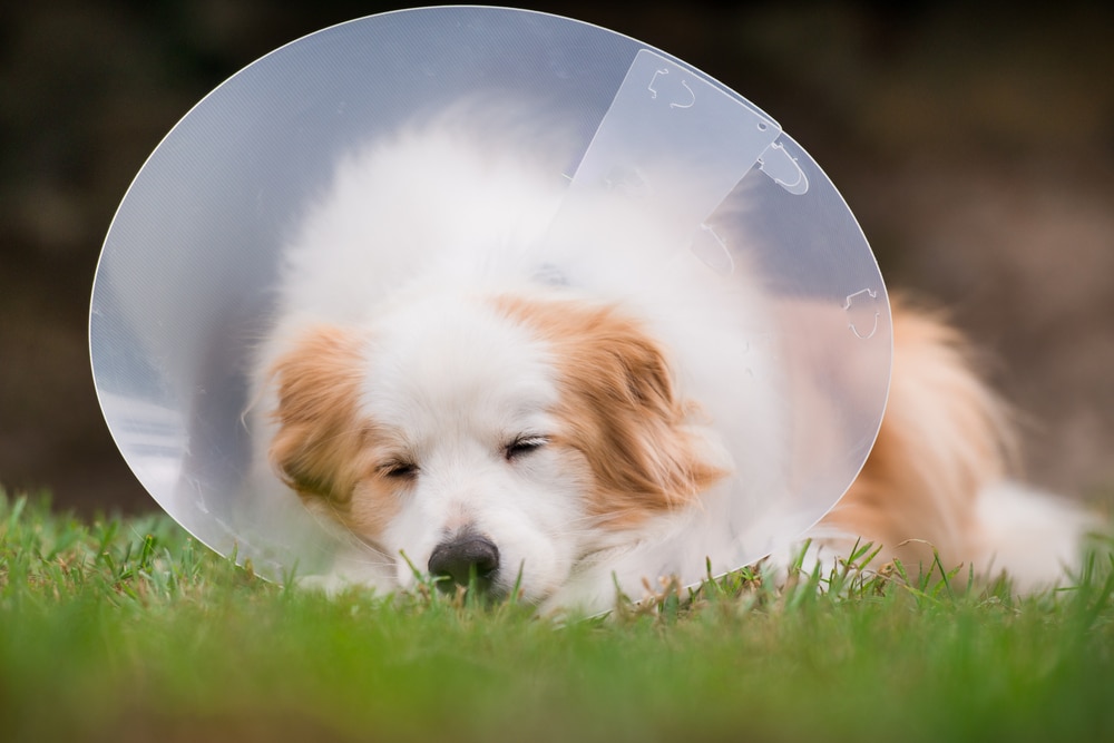 Dog on the grass wearing protective core collar after a surgery — Best Veterinary Services in Gin Gin, QLD