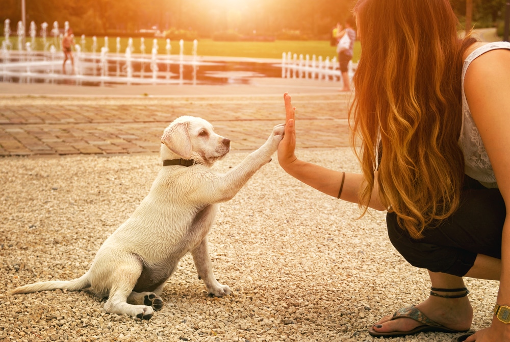 Hi-five between a puppy and the owner outside — Best Veterinary Services in Bargara, QLD