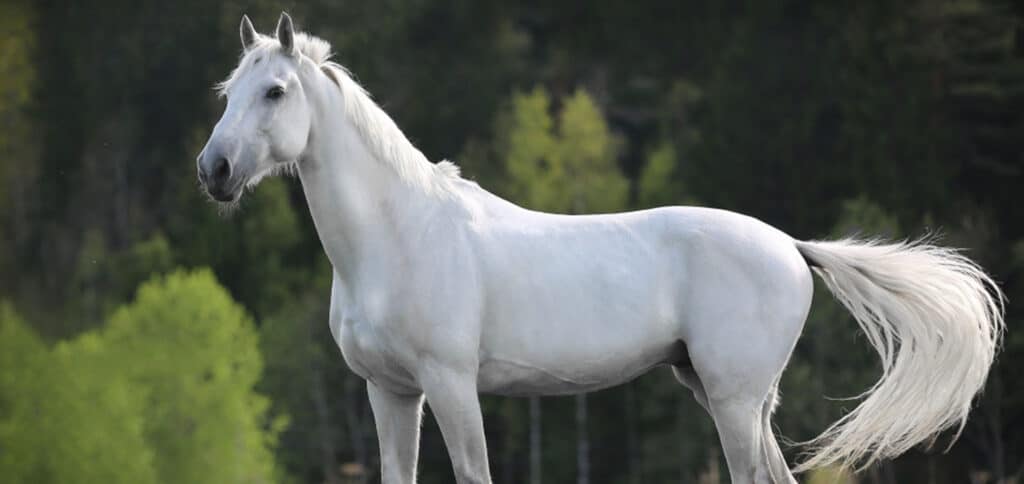 Beautiful white horse — Best Veterinary Services in Bundaberg, QLD