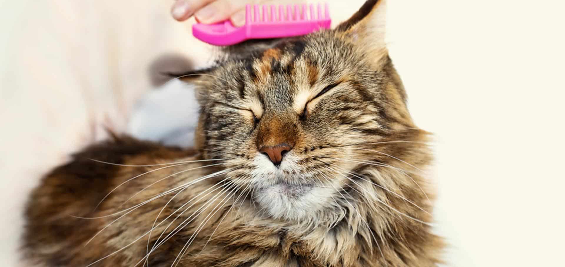 Cat being brushed with a pink hairbrush — Best Veterinary Services in Bundaberg, QLD