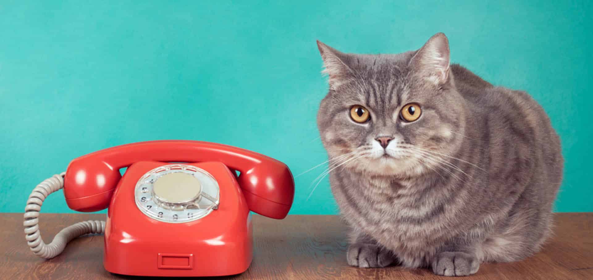 Cat beside a red retro telephone — Best Veterinary Services in Bundaberg, QLD