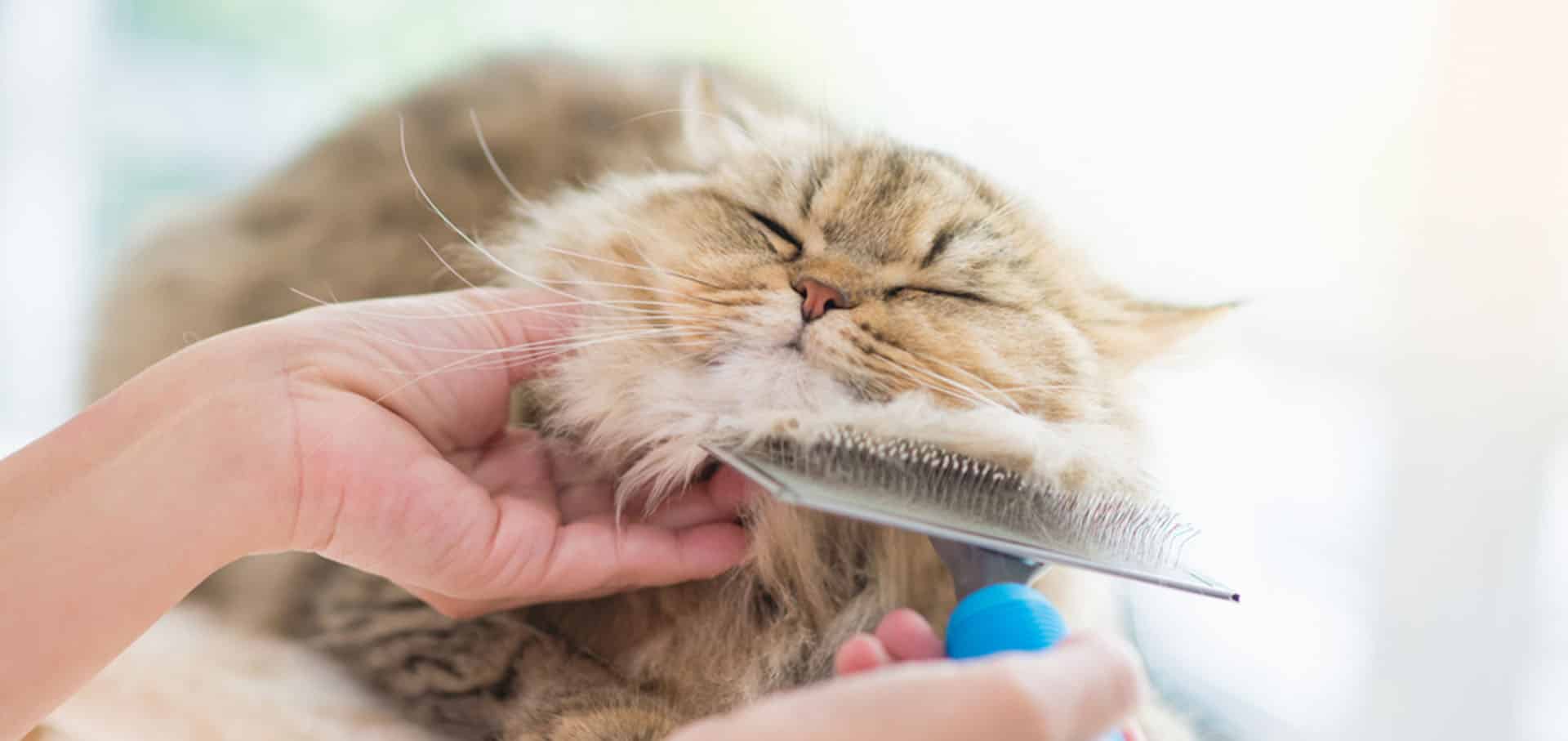 Cat getting brushed — Best Veterinary Services in Bundaberg, QLD