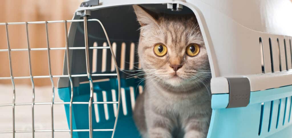 Cat inside a cage — Best Veterinary Services in Bundaberg, QLD