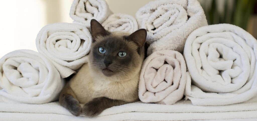 Cat inside of a bunch of towels — Best Veterinary Services in Bundaberg, QLD