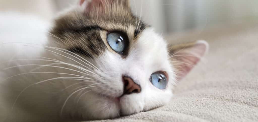 Cat with blue eye — Best Veterinary Services in Bundaberg, QLD
