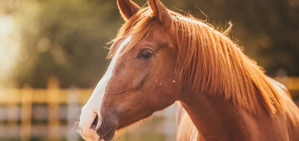 Close up view of a brown horse — Best Veterinary Services in Bundaberg, QLD