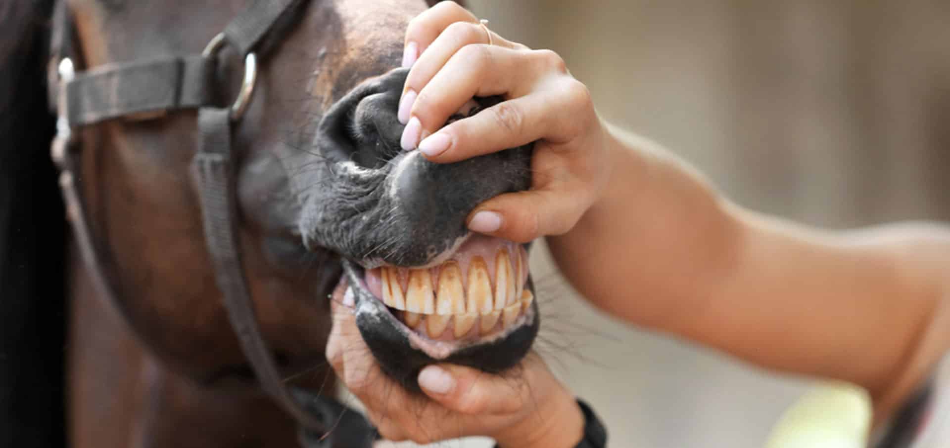 Close up view of horse teeth — Best Veterinary Services in Bundaberg, QLD