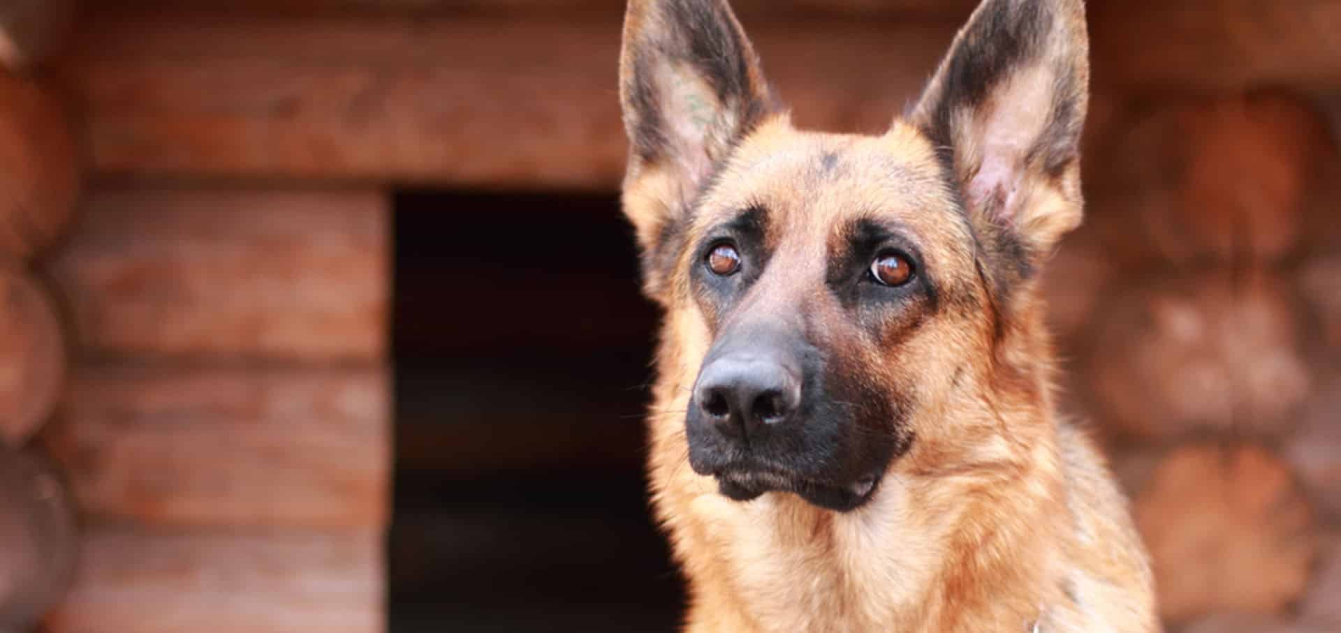 Close up view of German Shepherd — Best Veterinary Services in Bundaberg, QLD