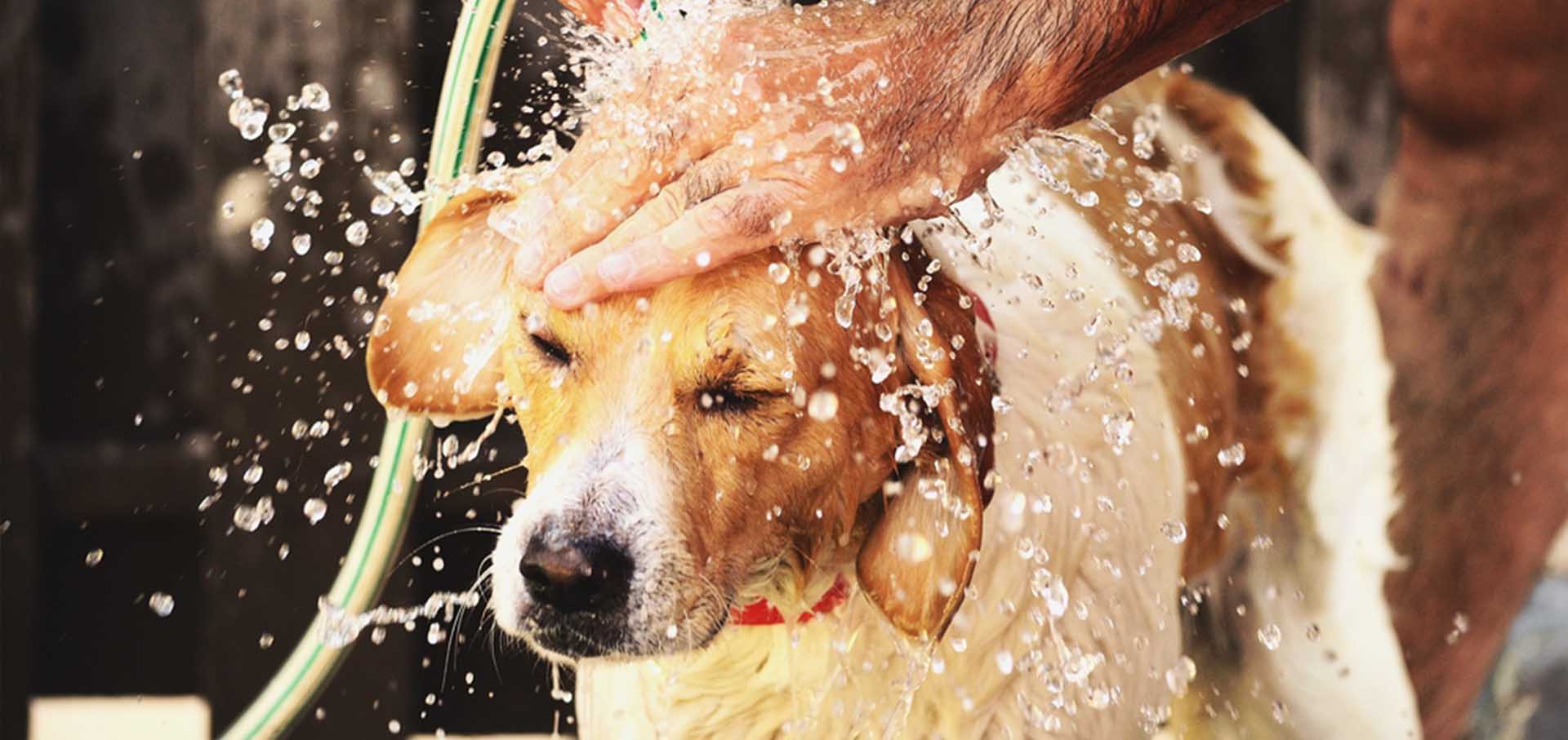 Cute dog having a shower — Best Veterinary Services in Bundaberg, QLD