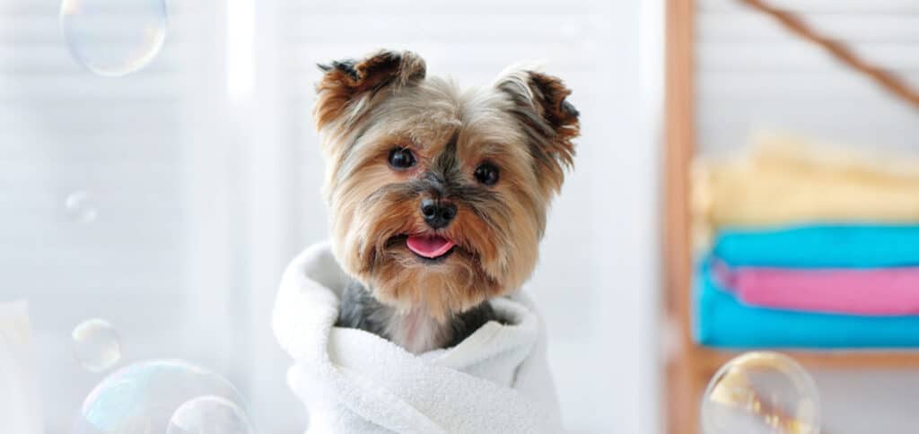 Cute little dog wrapped in a towel — Best Veterinary Services in Bundaberg, QLD