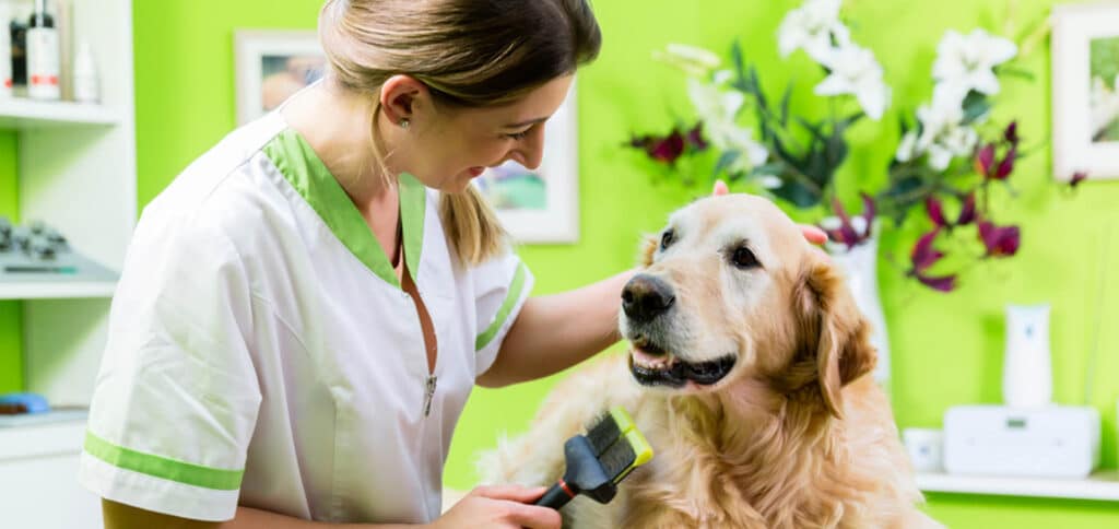 Dog grooming — Best Veterinary Services in Bundaberg, QLD