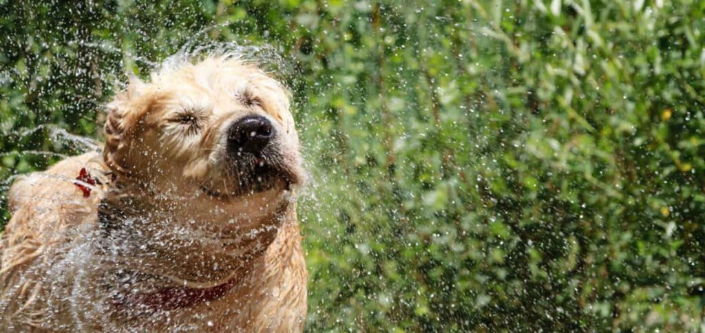 Golden retriever shaking off water — Best Veterinary Services in Bundaberg, QLD
