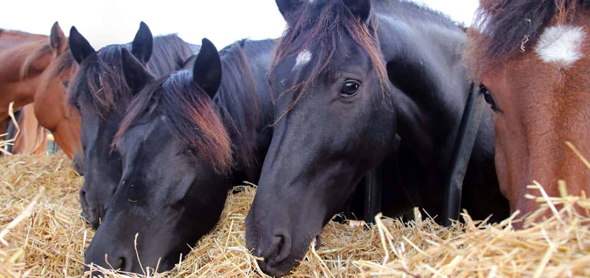 Group of black and brown horses eating grass — Best Veterinary Services in Bundaberg, QLD