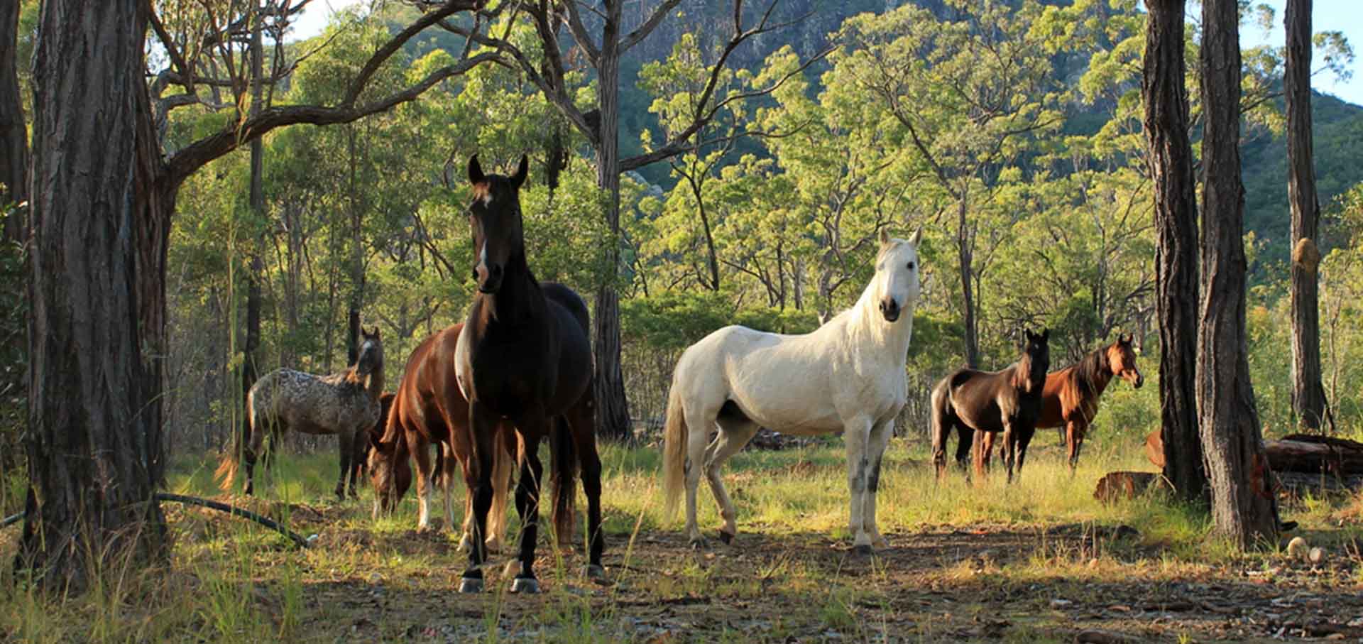 Group of wild horses — Best Veterinary Services in Bundaberg, QLD