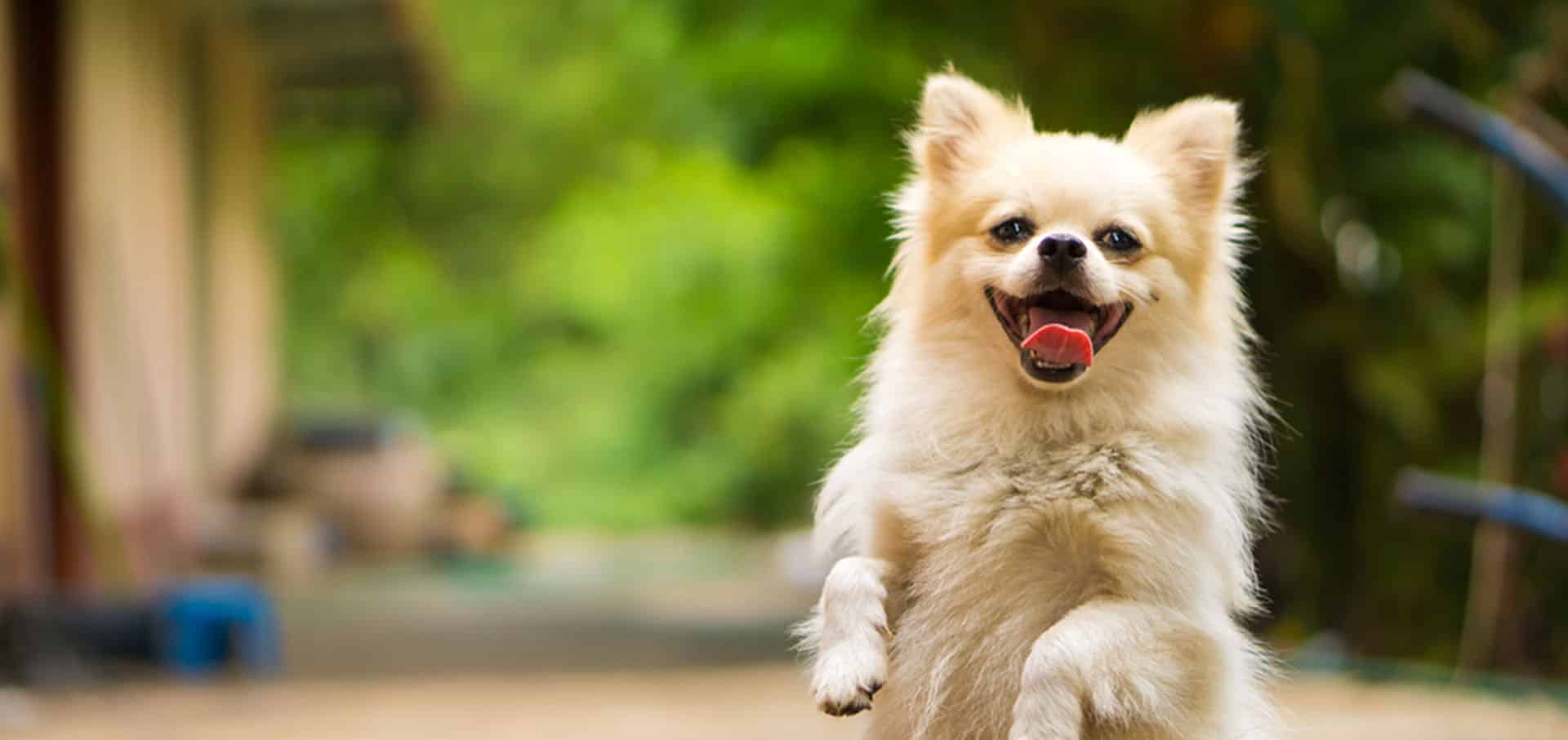 Happy dog — Best Veterinary Services in Bundaberg, QLD