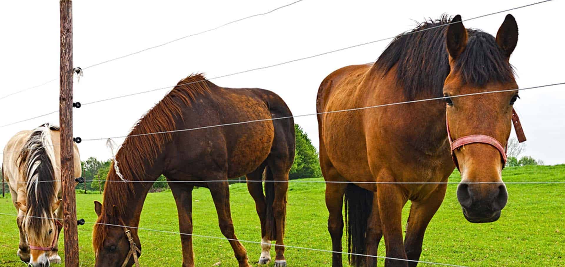 Horses inside wire fences — Best Veterinary Services in Bundaberg, QLD