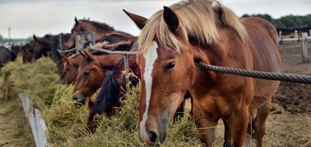 Lots of horses eating grass — Best Veterinary Services in Bundaberg, QLD