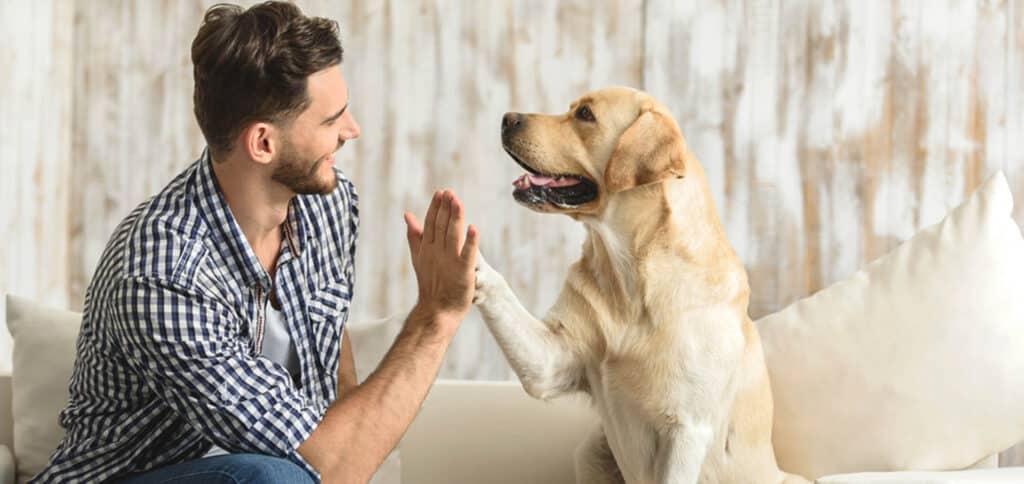 Man and a dog giving each other a high five — Best Veterinary Services in Bundaberg, QLD